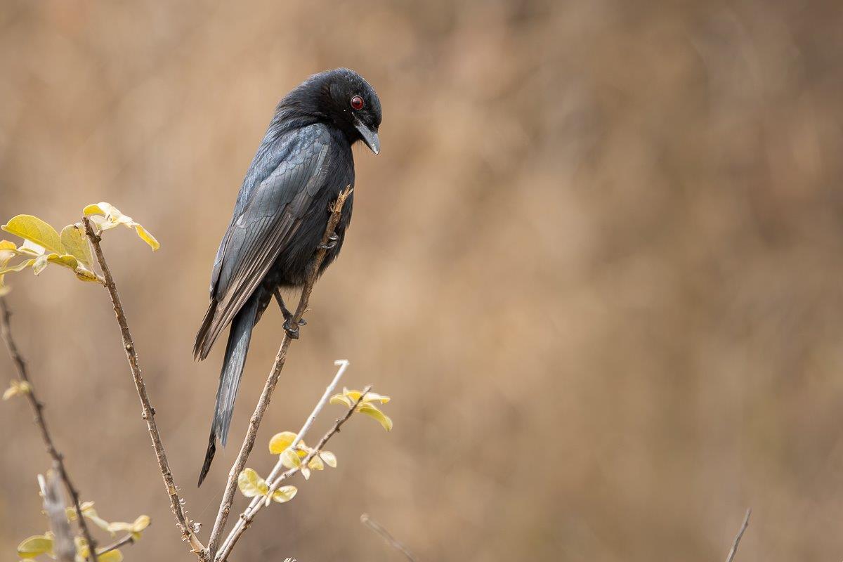 A Fork-tailed Drongo perches on a thin branch. A Fork-tailed Drongo perches on a thin branch.