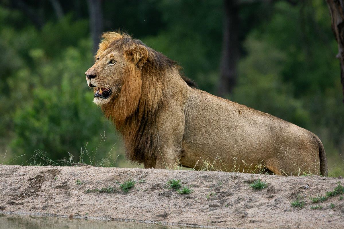 This male lion will protect his offspring to ensure his bloodline is successful. This male lion will protect his offspring to ensure his bloodline is successful.