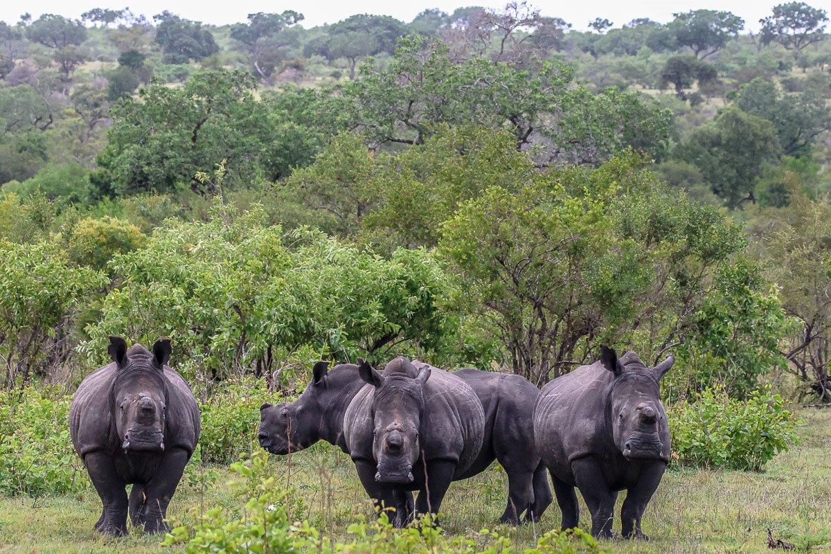 Crash of rhinos in the distance Crash of rhinos in the distance