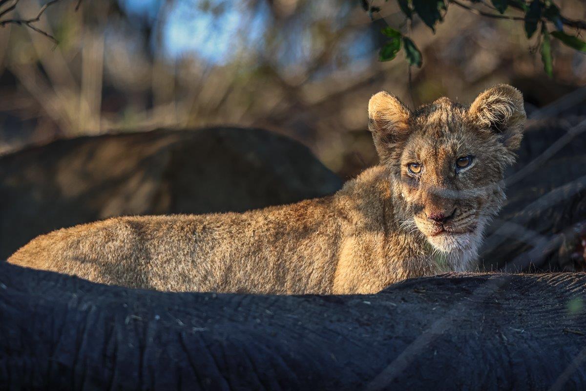 A Msuthlu Pride cub, looking content after feeding, part of a pride that is thriving in the bush.