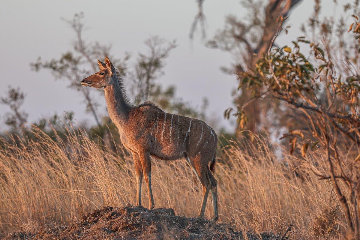 A majestic kudu standing alert in the bush. A majestic kudu standing alert in the bush.