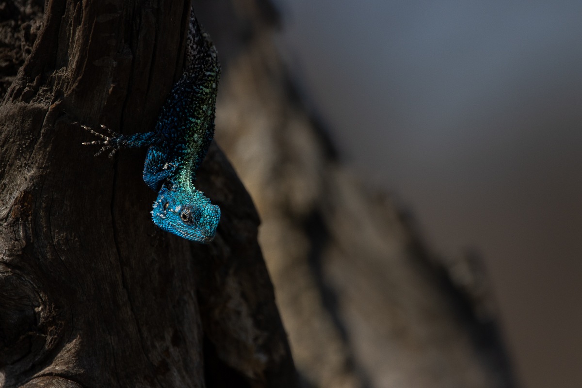 Tree agama climbing through the branches of a tree, displaying its agile body and long tail. Tree agama climbing through the branches of a tree, displaying its agile body and long tail.
