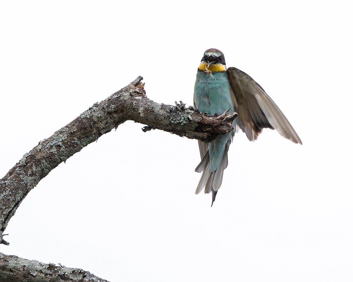 A European bee-eater perches on a branch as it enjoys a meal. A European bee-eater perches on a branch as it enjoys a meal.