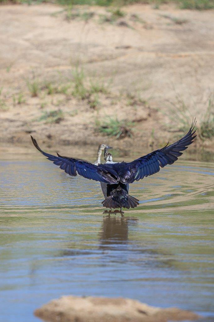 Sabi Sabi Ruan Mey Knob Billed Duck Landing Sabi Sabi Ruan Mey Knob Billed Duck Landing