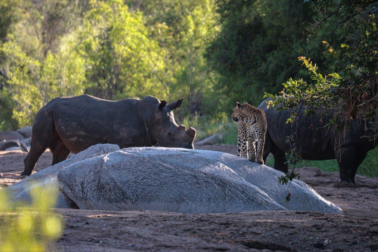 The Nottens male leopard on a rock with rhino in the background. The Nottens male leopard on a rock with rhino in the background.