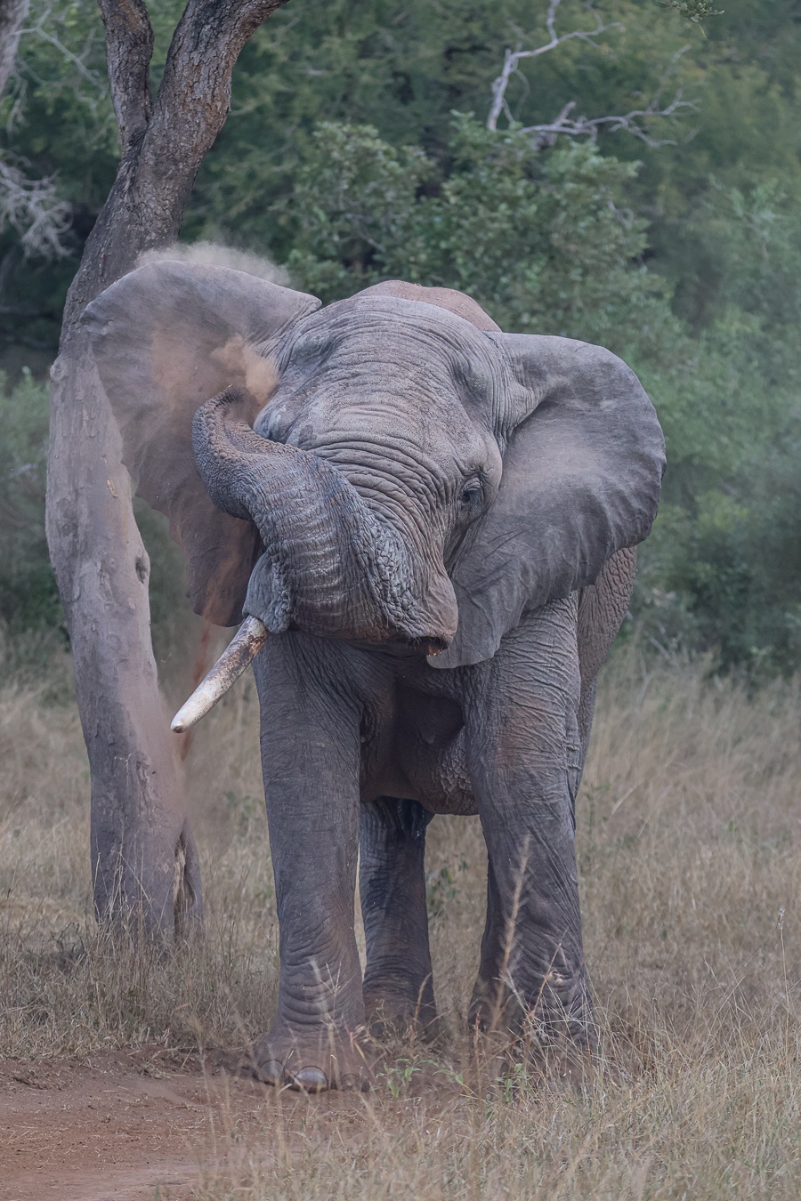 Sabi Sabi Ruan Mey Elephant Sabi Sabi Ruan Mey Elephant
