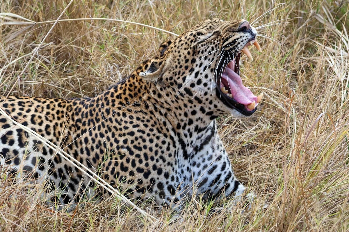Sabi Sabi Jan Nel Khulwana Male Leopard Sabi Sabi Jan Nel Khulwana Male Leopard