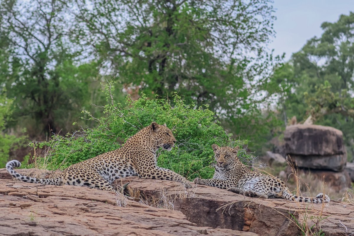 Sabi Sabi Ruan Mey Golonyi Sabi Sabi Ruan Mey Golonyi