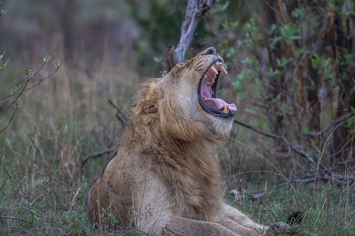 Sabi Sabi Ruan Mey Male Lion Yawns Sabi Sabi Ruan Mey Male Lion Yawns