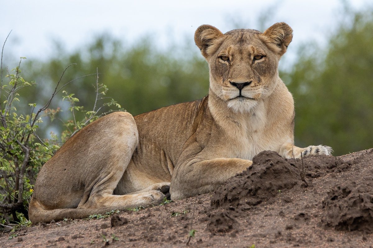 Sabi Sabi Ronald Mutero Msuthlu