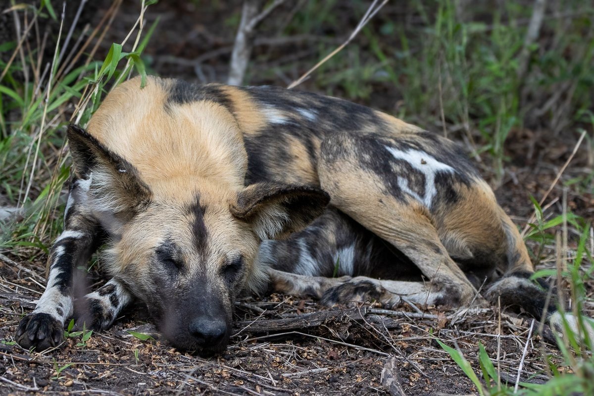 Sabi Sabi Ronald Mutero Wild Dog Resting