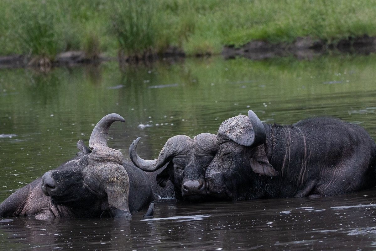 Sabi Sabi Ronald Mutero Buffalo