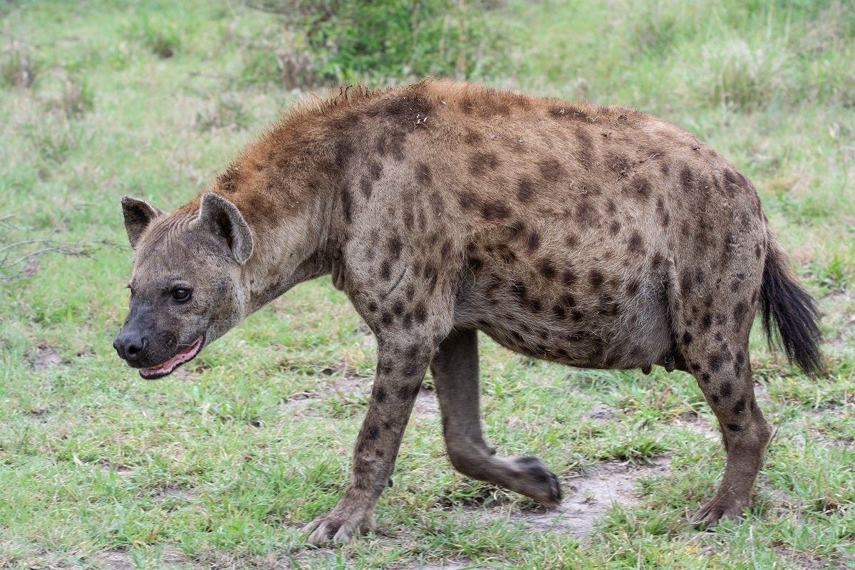 Sabi Sabi Ronald Mutero Hyena