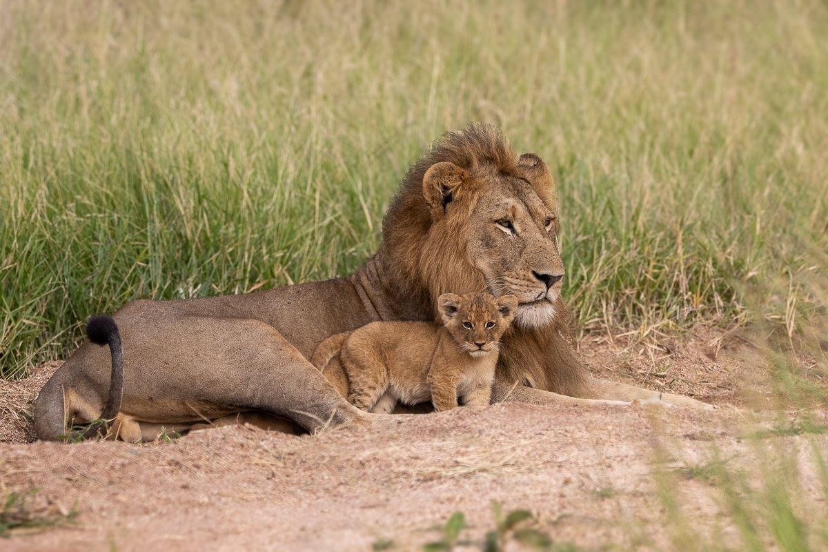 A male lion and a cub. 
