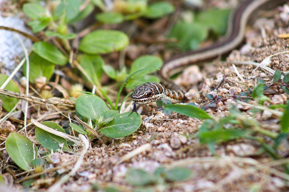A young Western Yellow-bellied Sand Snake feeding on a frog