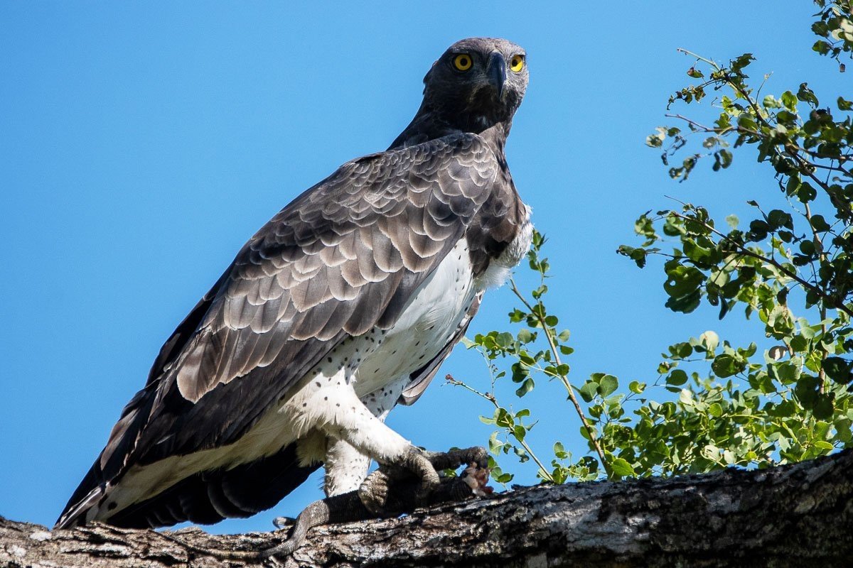 Martial eagle feeding on prey in the bushveld