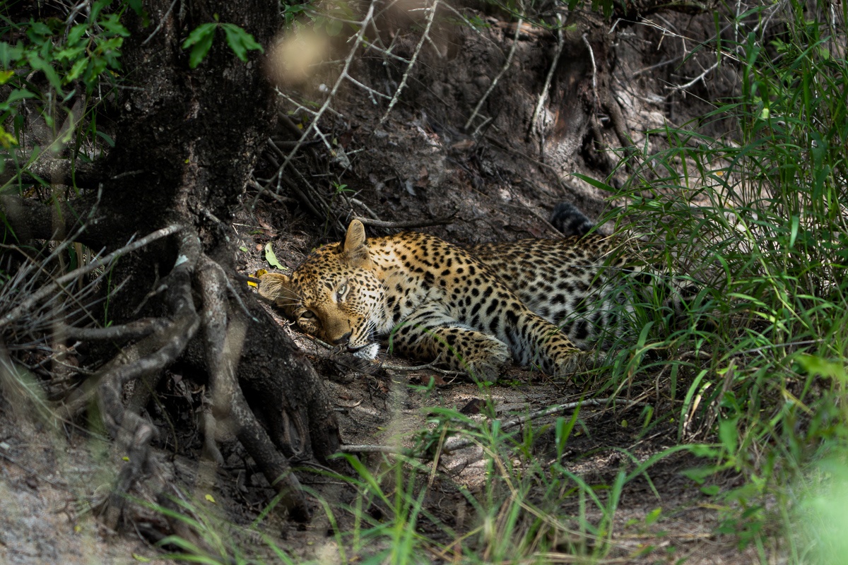 Leopard pausing and panting after a recent meal in the bush