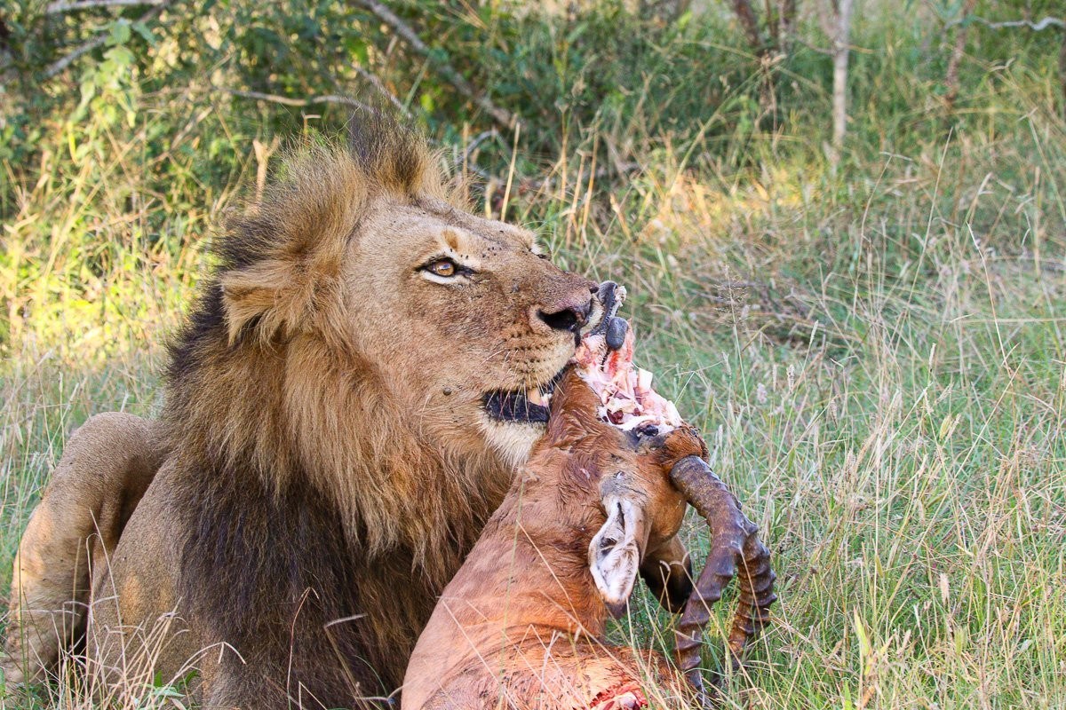 Sabi Sabi Jana Du Plessis Lion Male Feeding Impala Kill