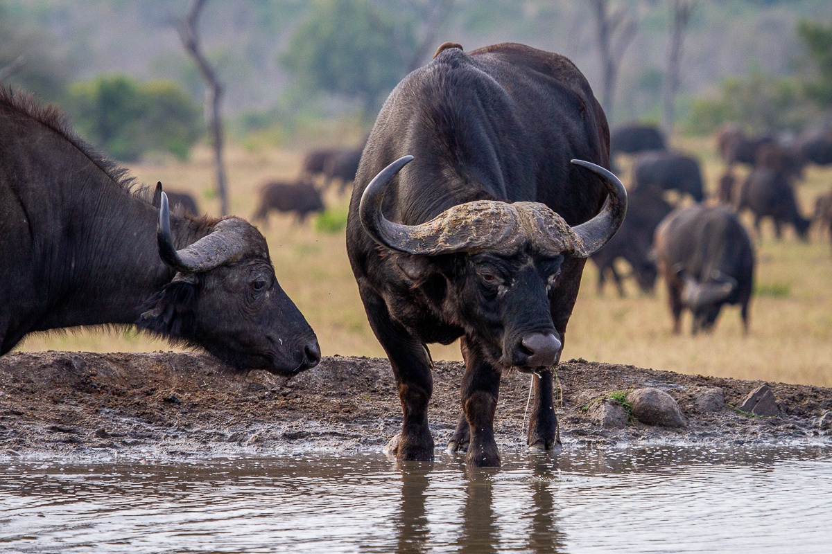 Sabi Sabi Transition Season Buffalo