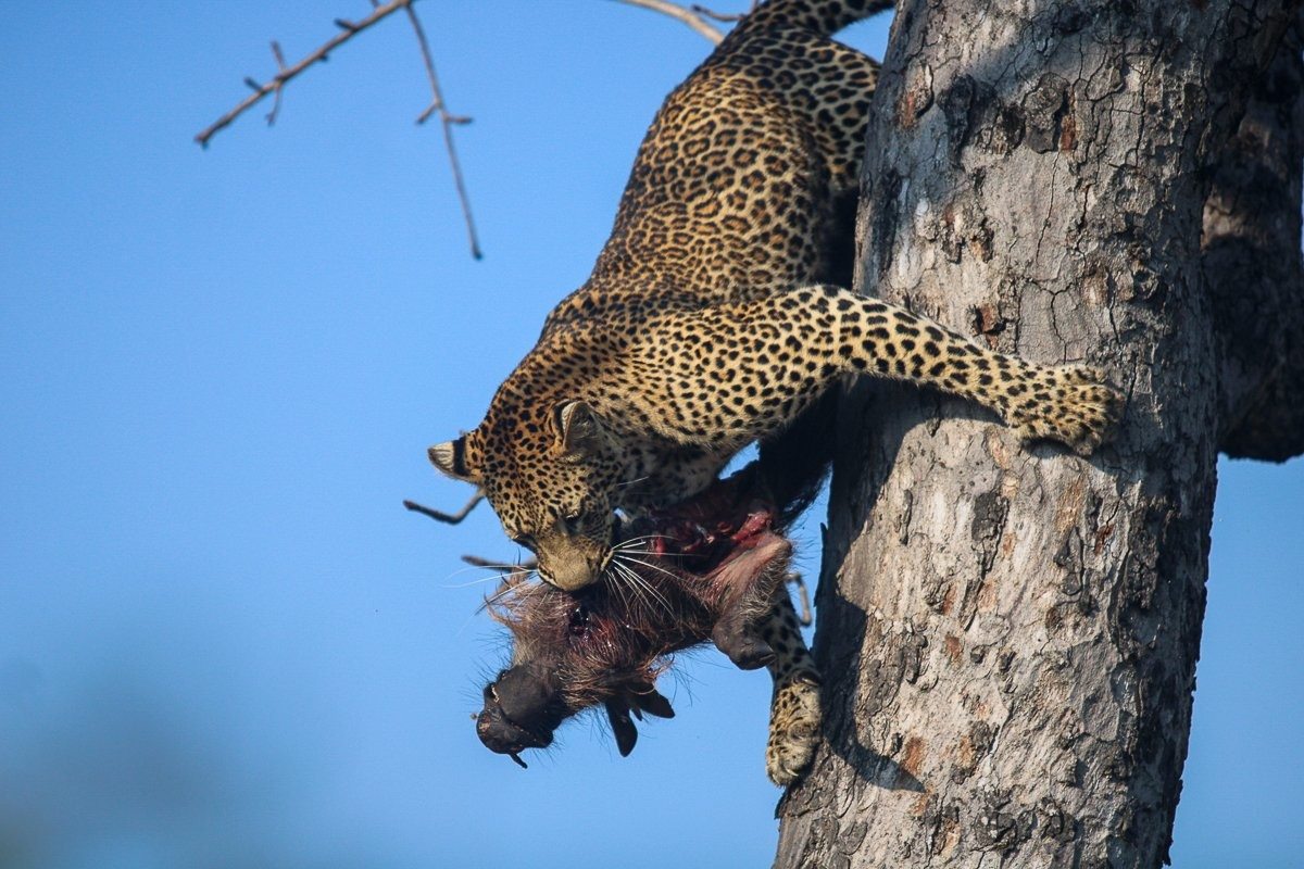Kurhula leopard watching over her warthog kill from beneath a marula tree.