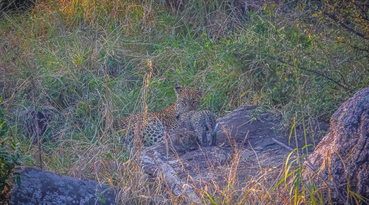 Golonyi leopard and her three young cubs rest together in a secluded drainage line den site.
