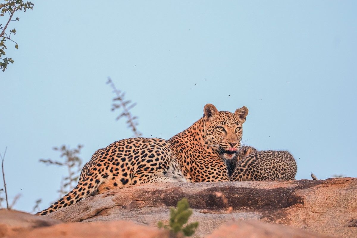 Sabi Sabi Ruan Mey Golonyi Female Leopard Hunting Territory