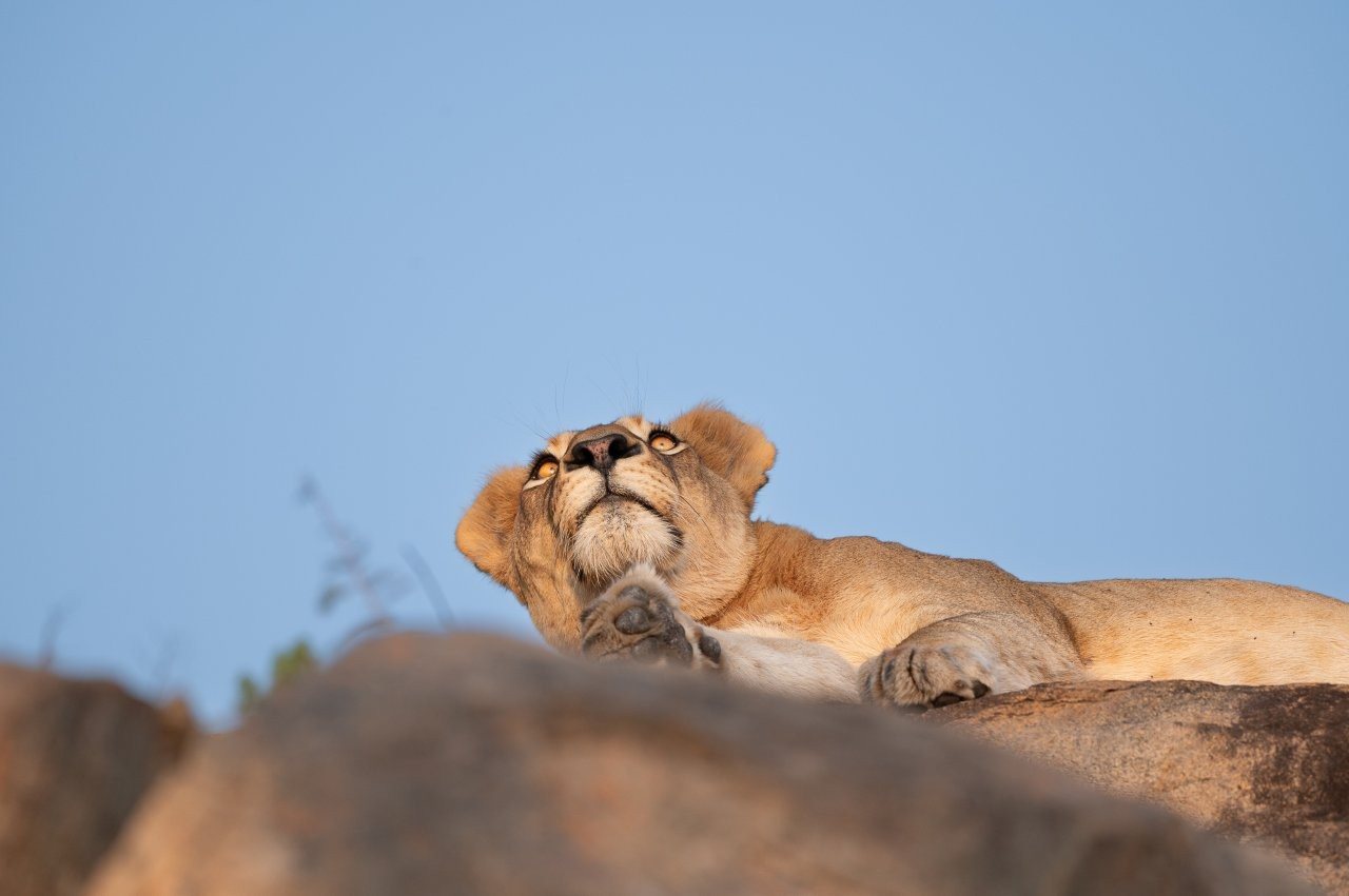 Sabi Sabi Viviane Ladner Southern Pride Lioness Resting On Granite Rocks