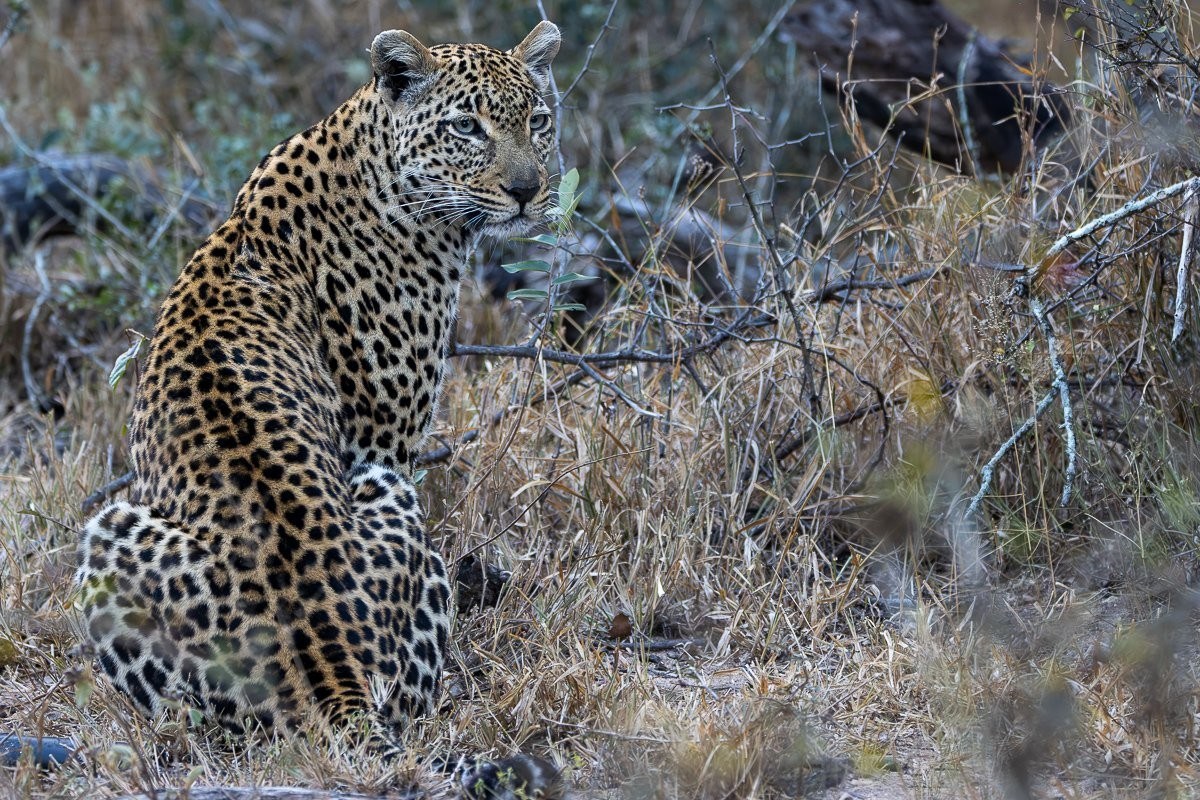 Tengile's playful leopard cub exploring the grass under its mother's watchful eye.