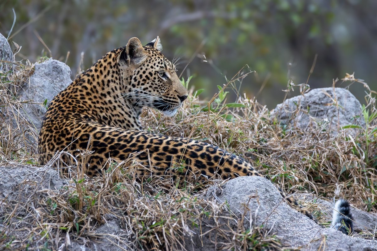 Close-up portrait of Kurhula female leopard scanning the surrounding bushveld.