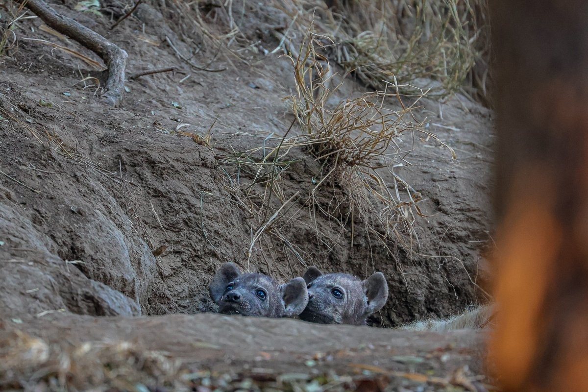 Hyena mother resting beside a den with two cubs