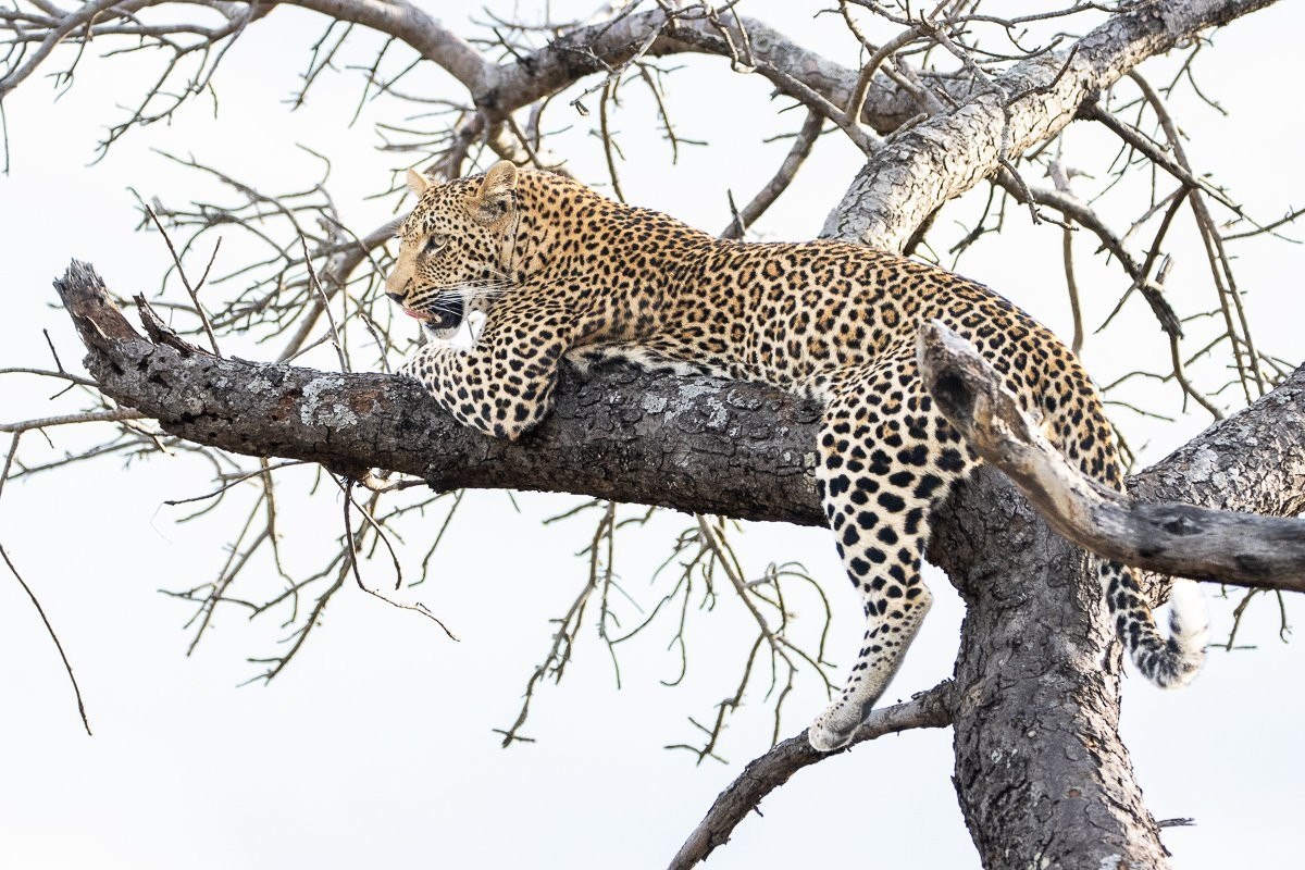 Sabi Sabi Ronald Mutero Kurhula Leopardess Descending Marula Tree