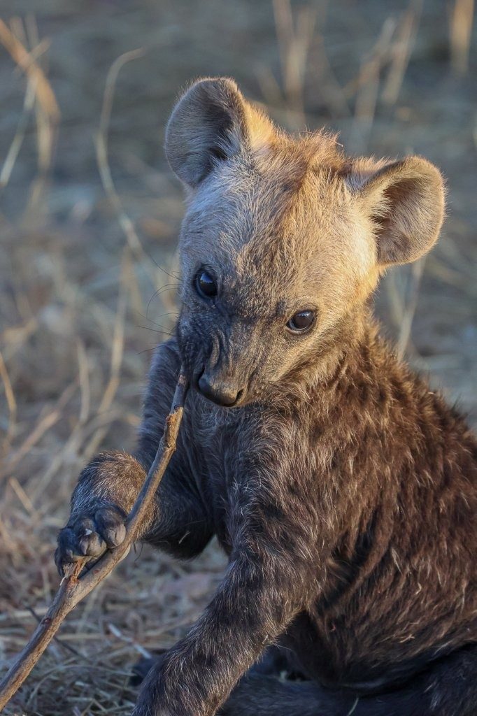 Spotted hyena pup playing with a stick.
