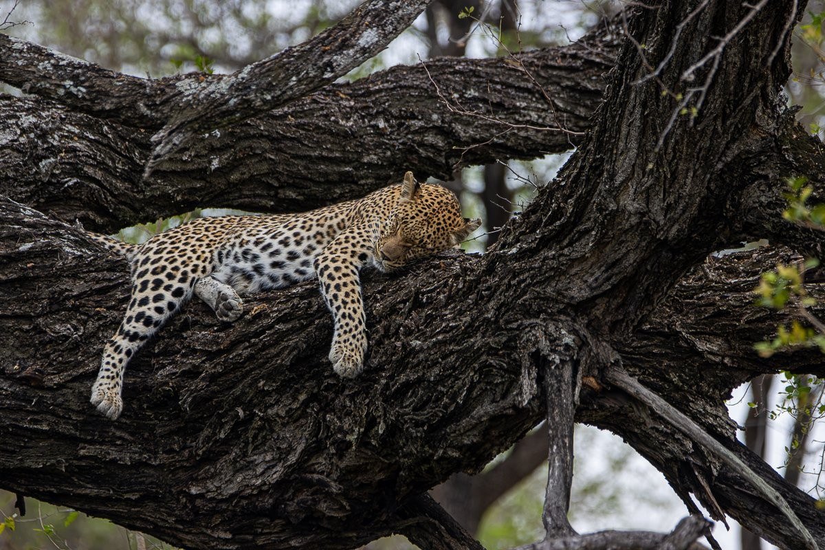 Golonyi leopardess perched in a tree 