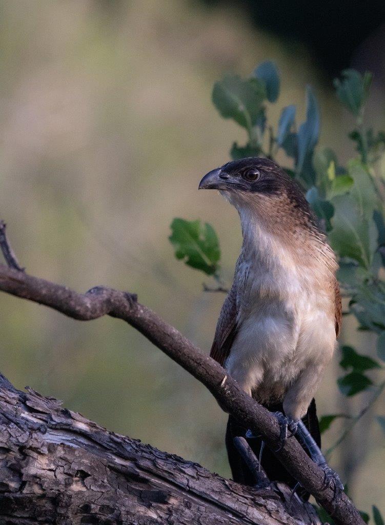 A34Jason Street   Burchels Coucal   120323