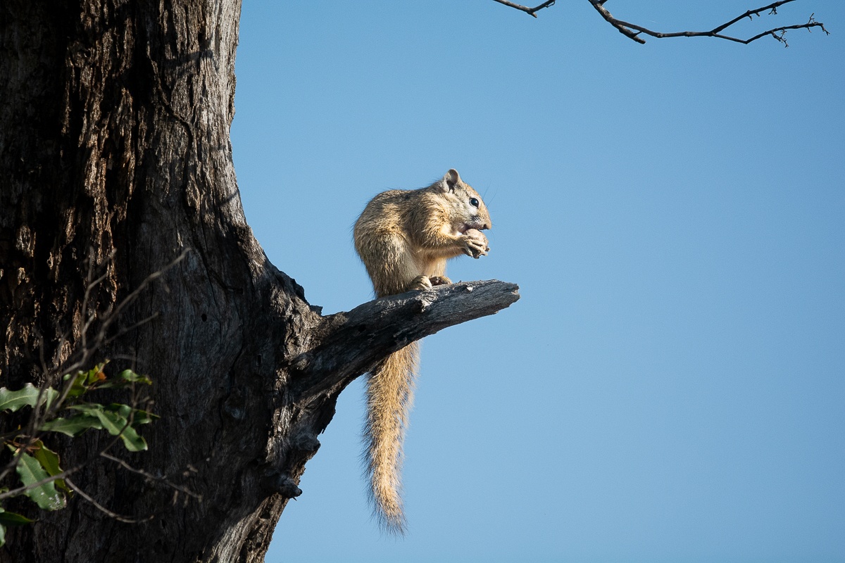 A squirrel snacks on an acorn, high on a tree's branch. A squirrel snacks on an acorn, high on a tree's branch.