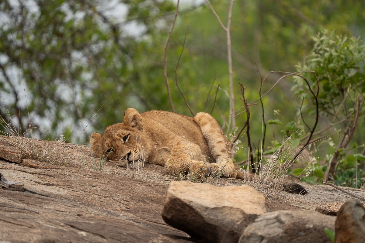 A healthy cub from the Southern Pride lies on a rocky outcrop in the shade of the summer sun. A healthy cub from the Southern Pride lies on a rocky outcrop in the shade of the summer sun.