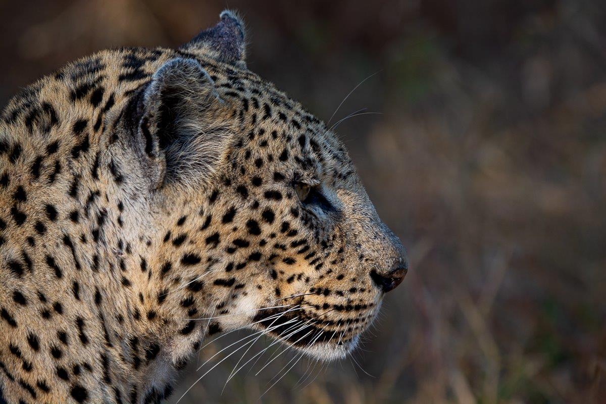 Her eyes still blazed with a fierce determination Her eyes still blazed with a fierce determination