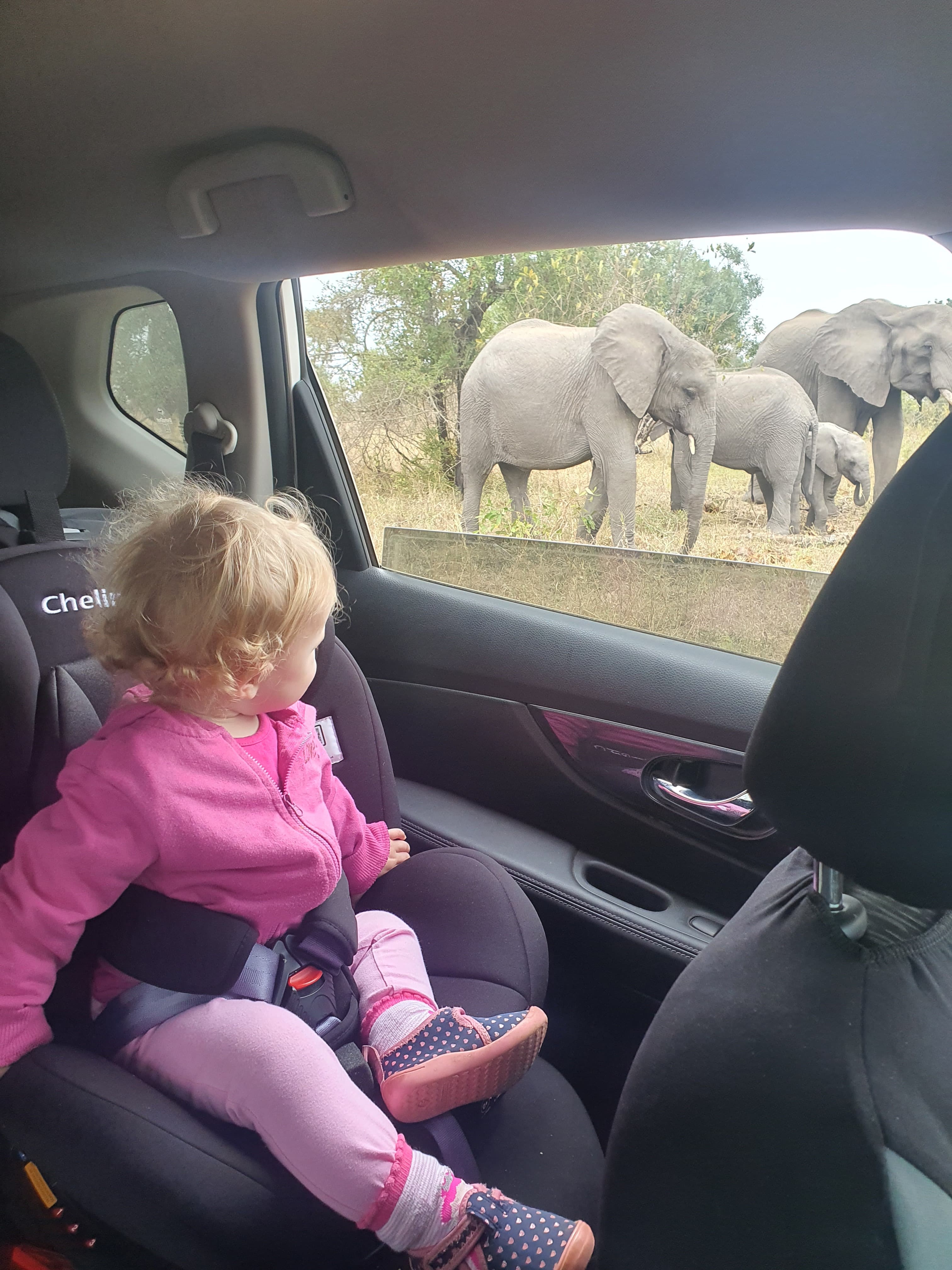Sabi Sabi Conrad Cooke Family Backseat Elephants Sabi Sabi Conrad Cooke Family Backseat Elephants