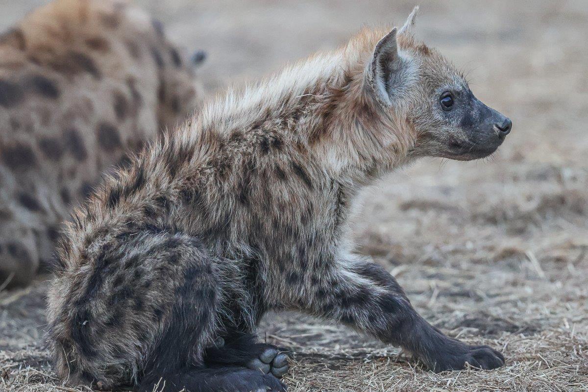 Sabi Sabi Ronald Mutero Hyena Pup Sabi Sabi Ronald Mutero Hyena Pup