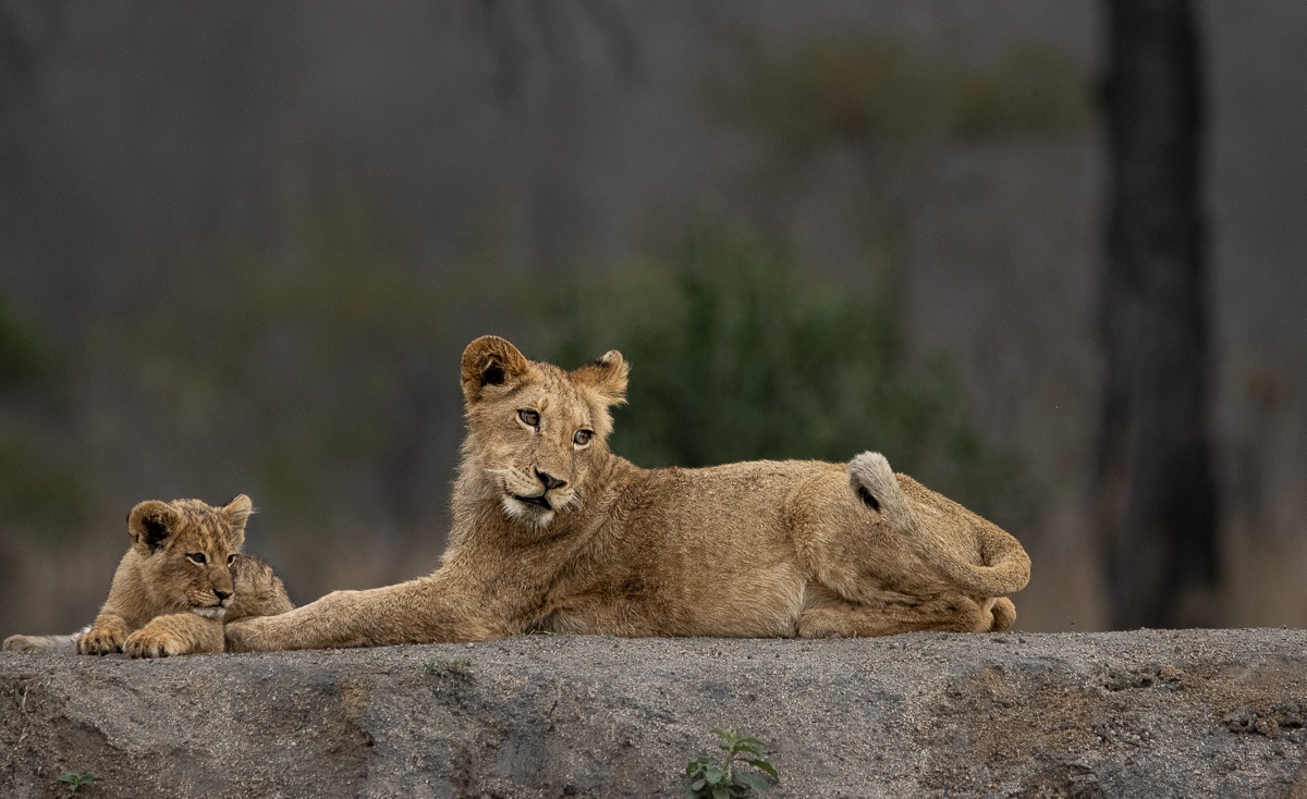A playful lion cub interacting with an adolescent, showcasing the bond between young pride members.