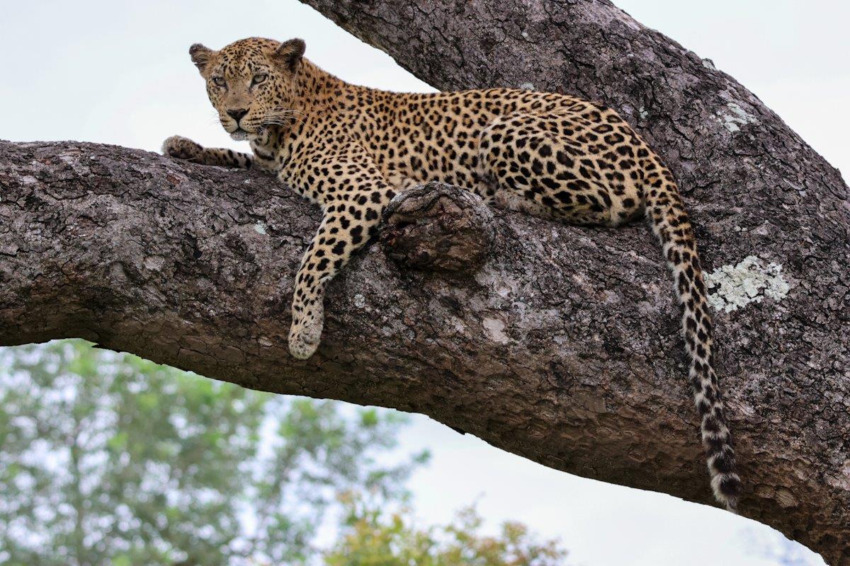 Sabi Sabi Jan Nel Mashaba Female Leopard Sabi Sabi Jan Nel Mashaba Female Leopard