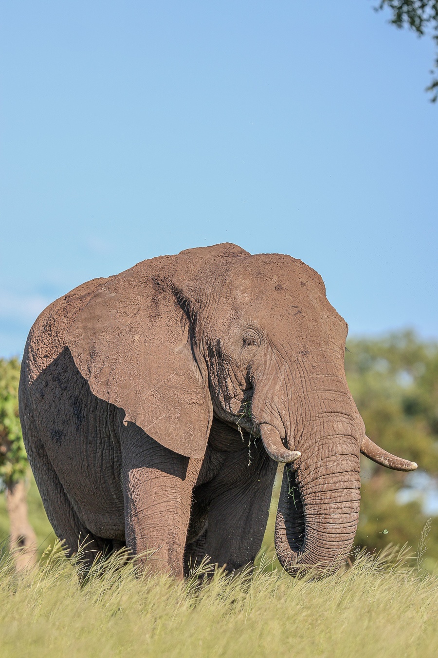 An elephant of the Greater Kruger area. An elephant of the Greater Kruger area.