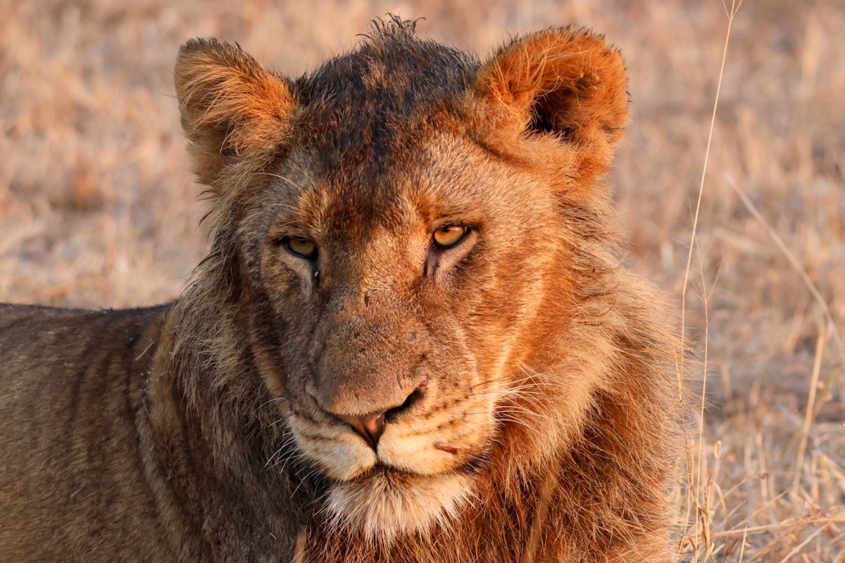 Sabi Sabi Jan Nel Msuthlu Lion Sabi Sabi Jan Nel Msuthlu Lion