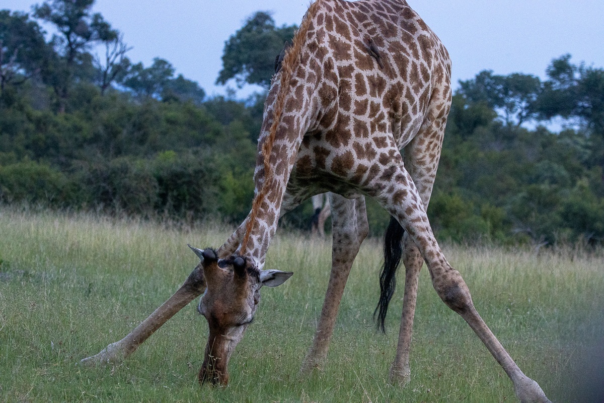 Why would a giraffe go to such uncomfortable lengths just to eat grass? Why would a giraffe go to such uncomfortable lengths just to eat grass?