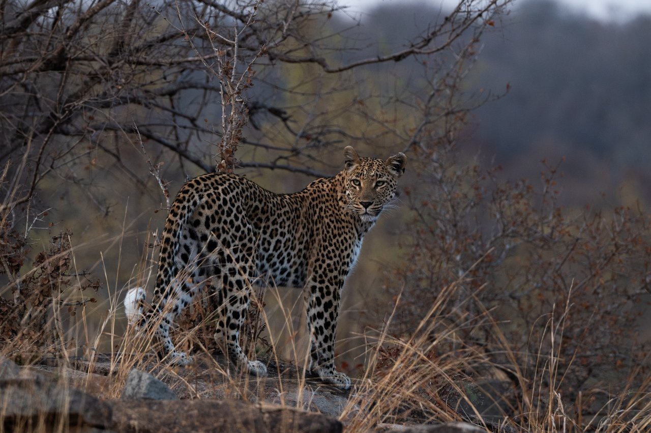 Sabi Sabi Viviane Ladner Golonyi Rocky Outcrop