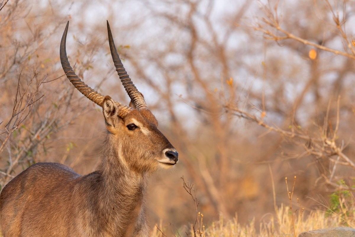 A waterbuck in the golden light. A waterbuck in the golden light.