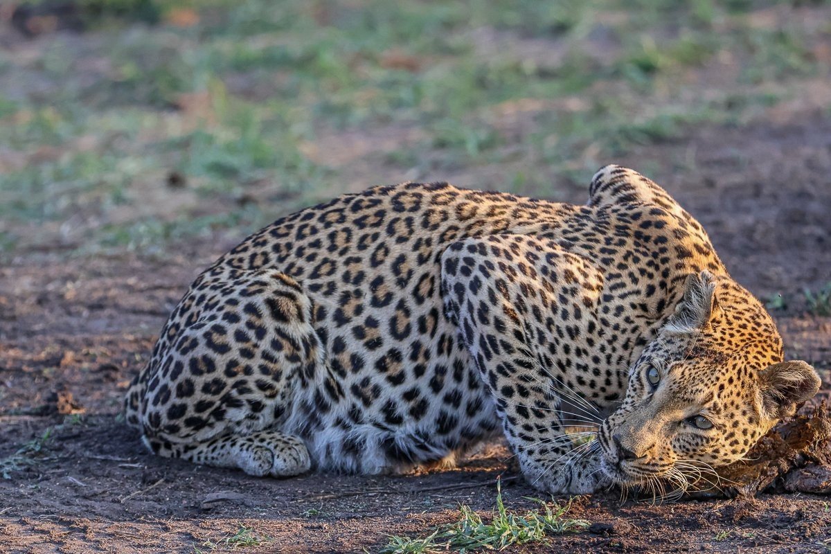 Ntsumi rolls in buffalo dung. Ntsumi rolls in buffalo dung.