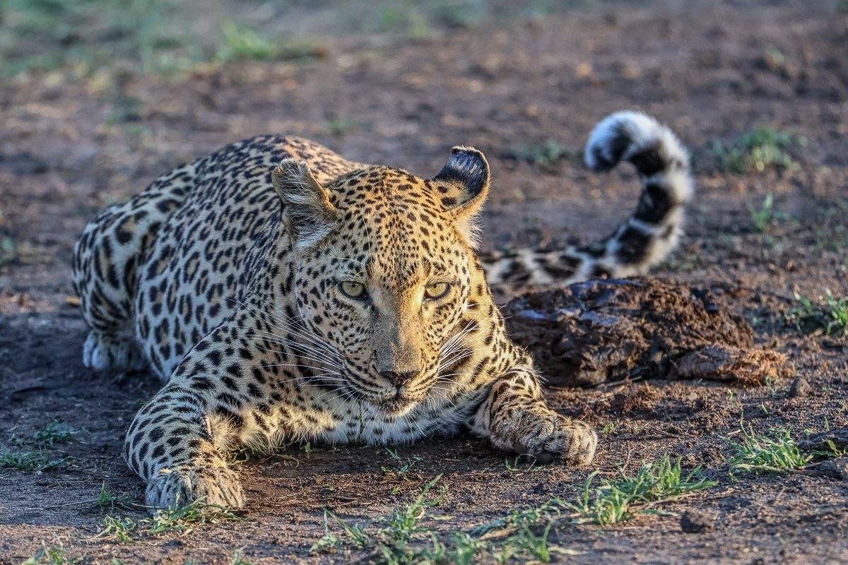 A female leopard rolls in buffalo. A female leopard rolls in buffalo.