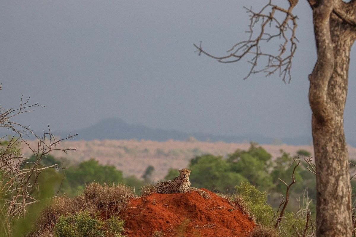 A solitary male cheetah stands alert atop a termite mound, scanning the open plains.