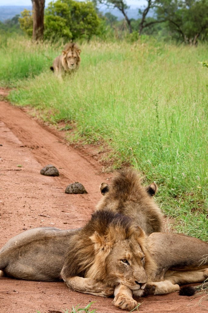 The Nwaswishkaka coalition rests on the road in the Sabi Sands. 